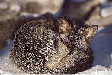 《真女神转生5》恶魔介绍：外道黑软泥怪